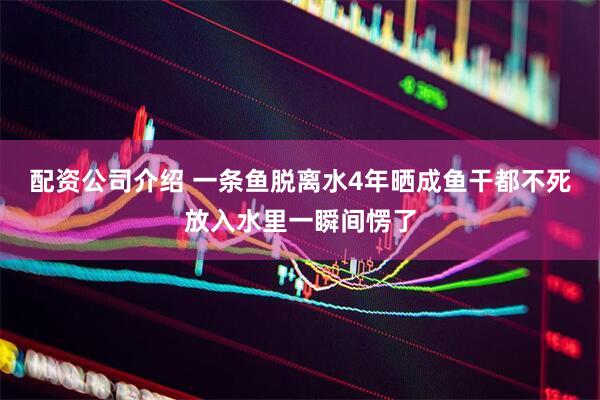 配资公司介绍 一条鱼脱离水4年晒成鱼干都不死放入水里一瞬间愣了